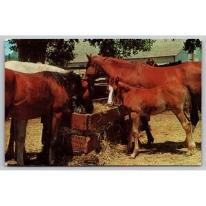 The Curious Colt Vintage Postcard Hancock NY Mare Horse Horses Feeding